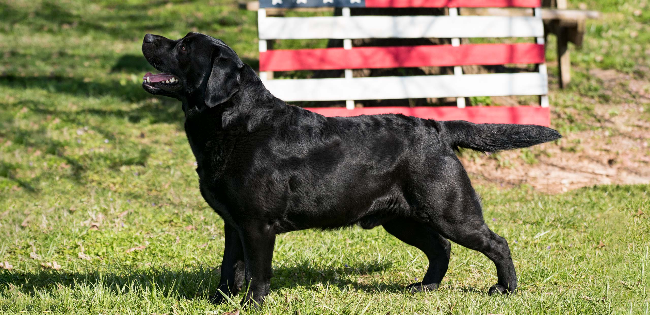 Twin River Labradors