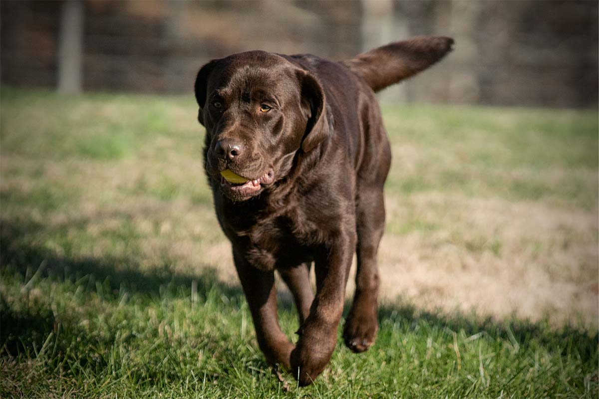 Drake running with ball