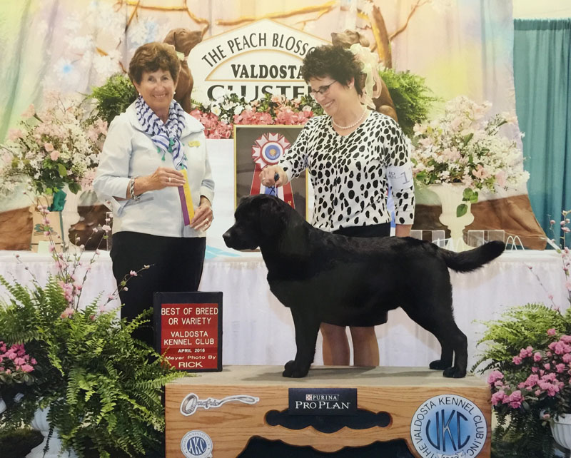 Best of Breed April 14, 2016 Valdosta Kennel Club