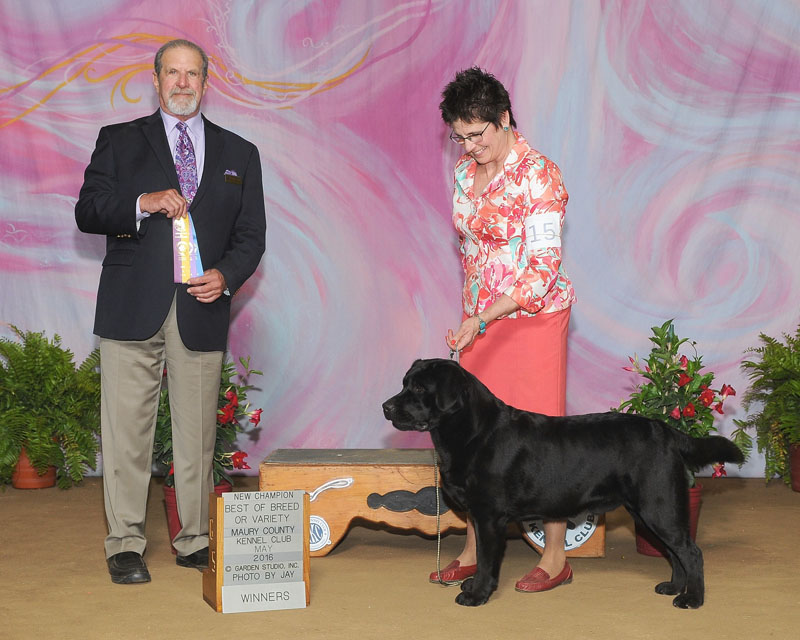 Best of Breedor Variety, May 1, 2016 Maury County Kennel Club