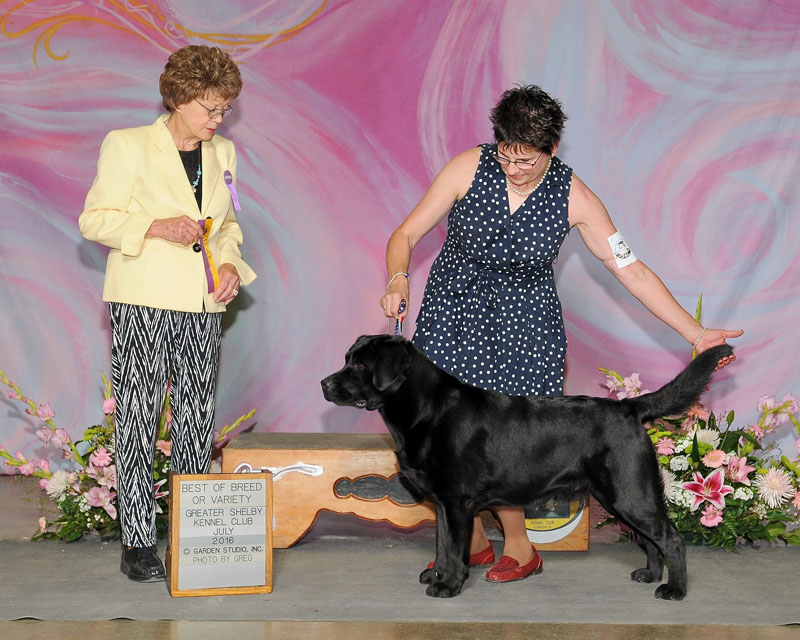 Best of Breedor Variety, May 1, 2016 Maury County Kennel Club