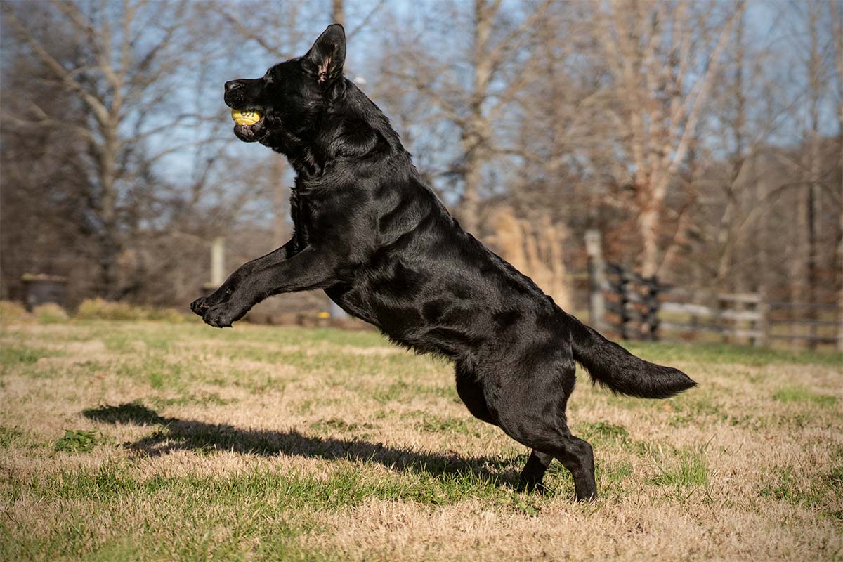 Roxi catching ball