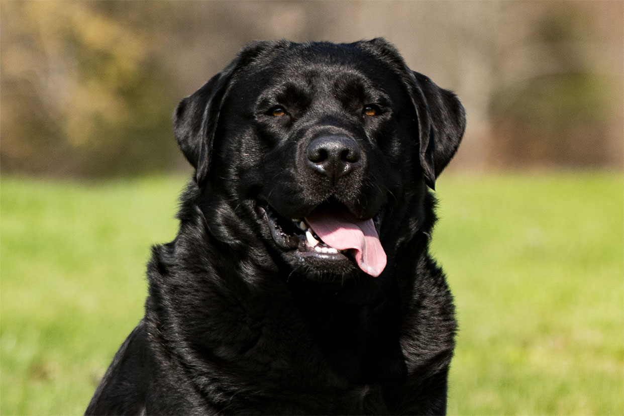 Cyrus's Head Shot